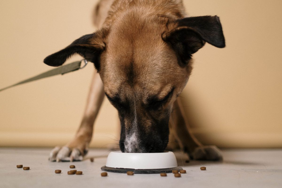 愛犬用ごはんを器から食べる犬