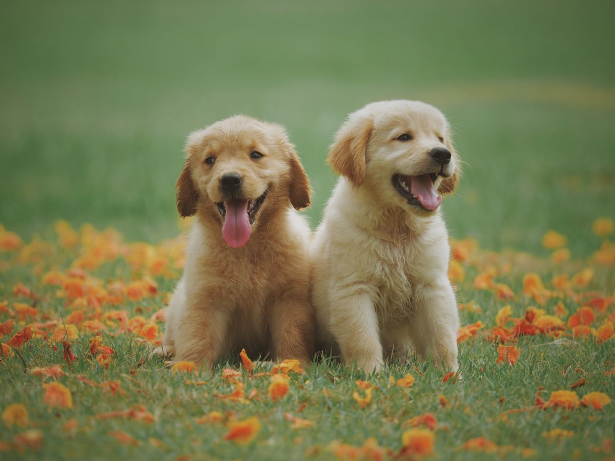 関西で犬と泊まれる宿のイメージ