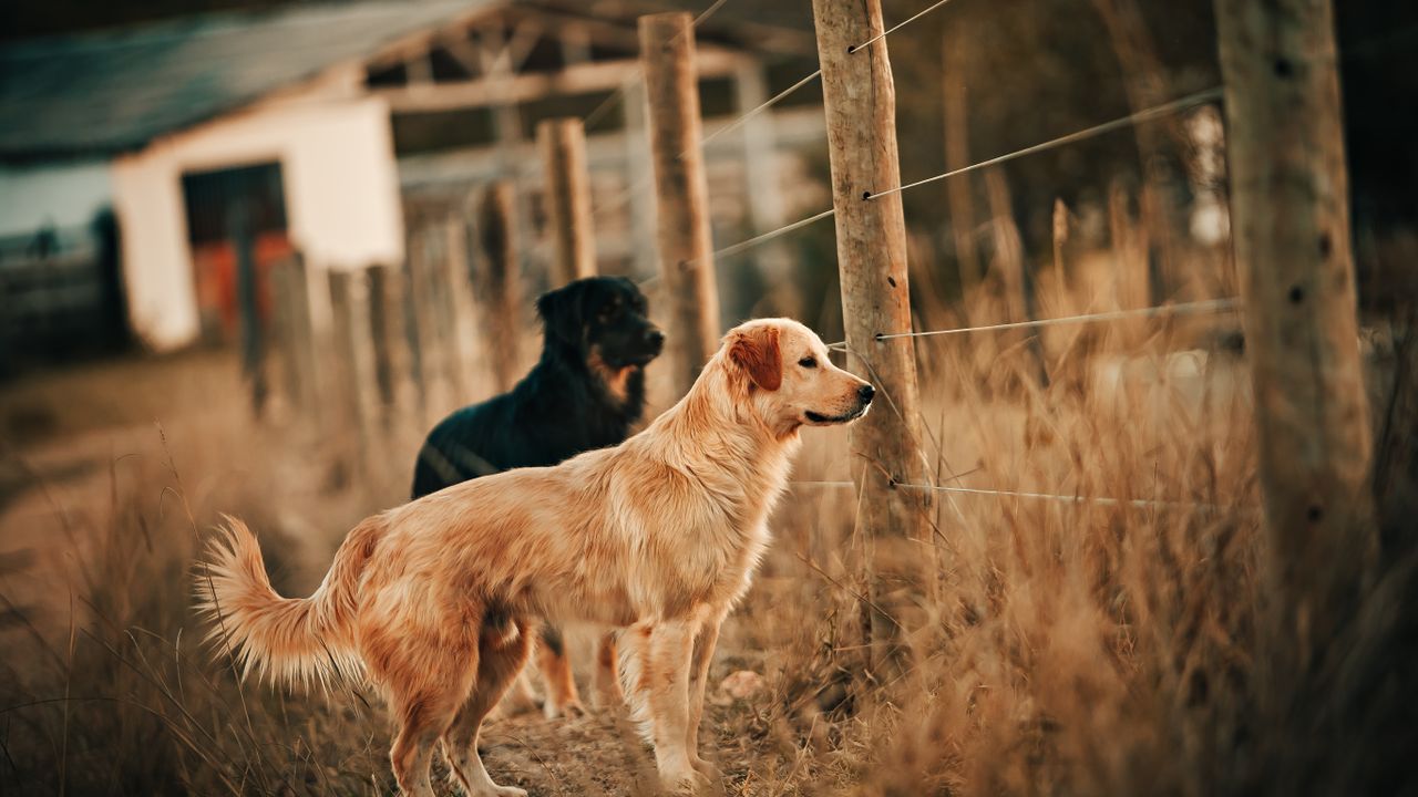 九州で犬と泊まれる宿のイメージ