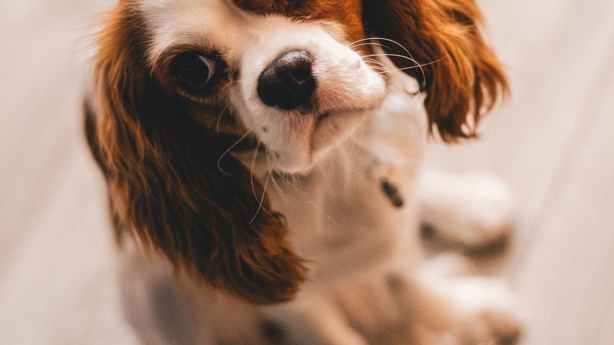 室内同伴OKの宿で客室のベッドにくつろぐ犬のイメージ