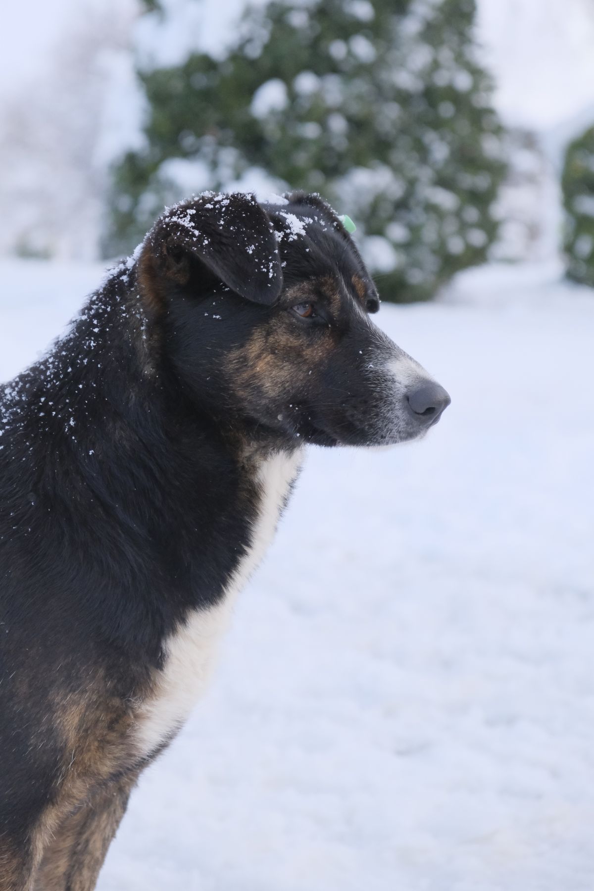 雪景色の中でくつろぐ犬。関東の温泉宿で愛犬と過ごす冬のイメージ