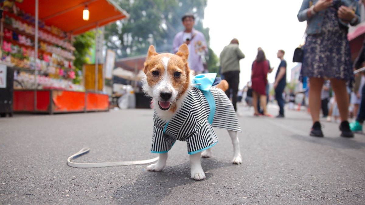 東京で犬と泊まれる宿